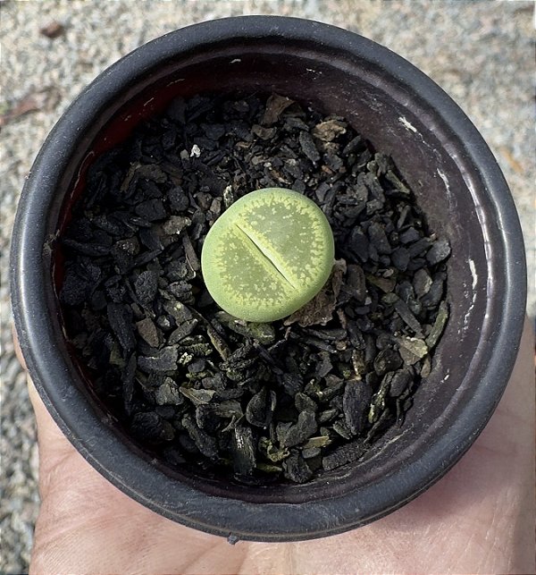 LITHOPS 8 POTE 6