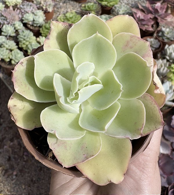 E. GIBB. CHANTILLY GREEN POTE 9