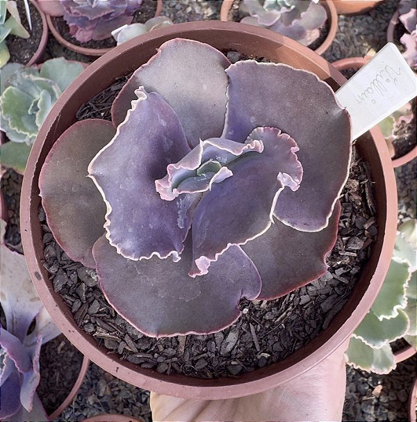 E. GIBB. VILLAIN (CARÚNCULAS) POTE 11