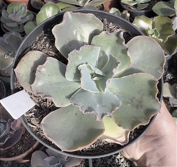 E. GIBB. PINK TOURMATINE POTE 9