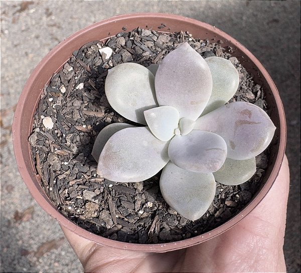 GRAP. MURASAKI POTE 9