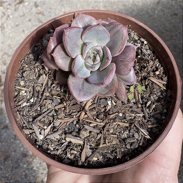 E. ZOE VARIEGATA POTE 9