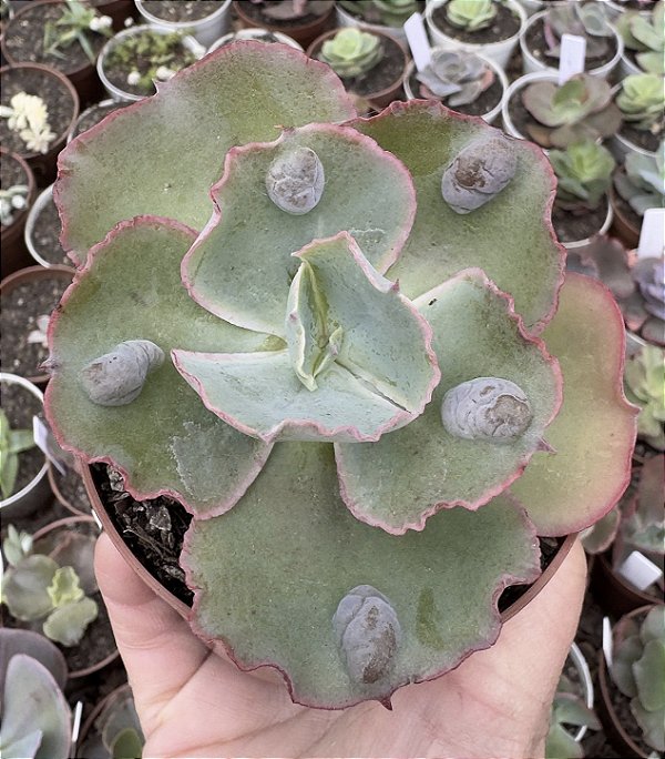 E. GIBB. RAIN BUMPS (CARÚNCULAS) POTE 9