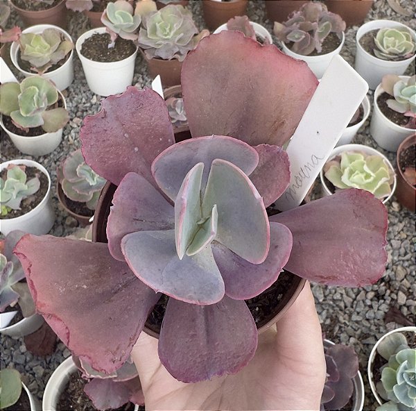 E. GIBB. MAUNA POTE 9