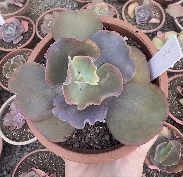 E. GIBB. AVOCADO POTE 13