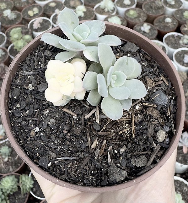 E. VENEZUELENSIS VAR. POTE 9