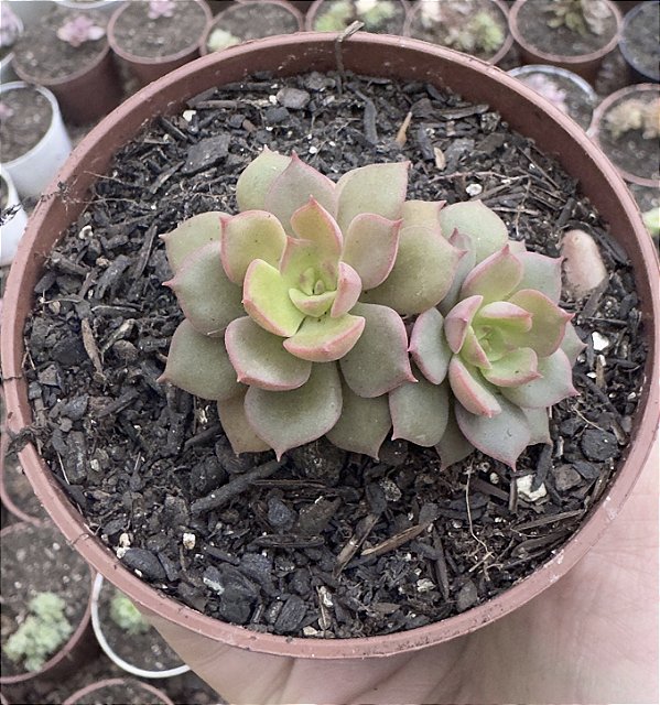 E. MONTSERRAT POTE 9