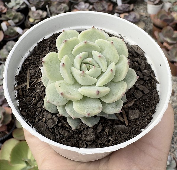 E. SITIFUKO NO BARA POTE 9