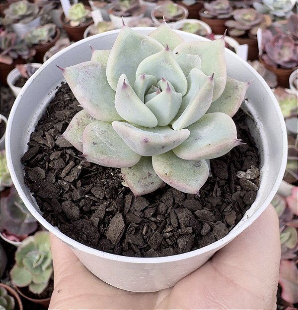 E. LAREGA POTE 9