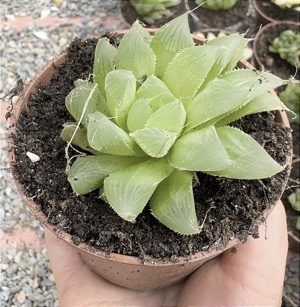 HAWORTHIA COOPERI VAR. PILIFERA POTE 9