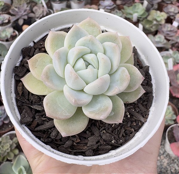 E. ICE GRAPE POTE 9