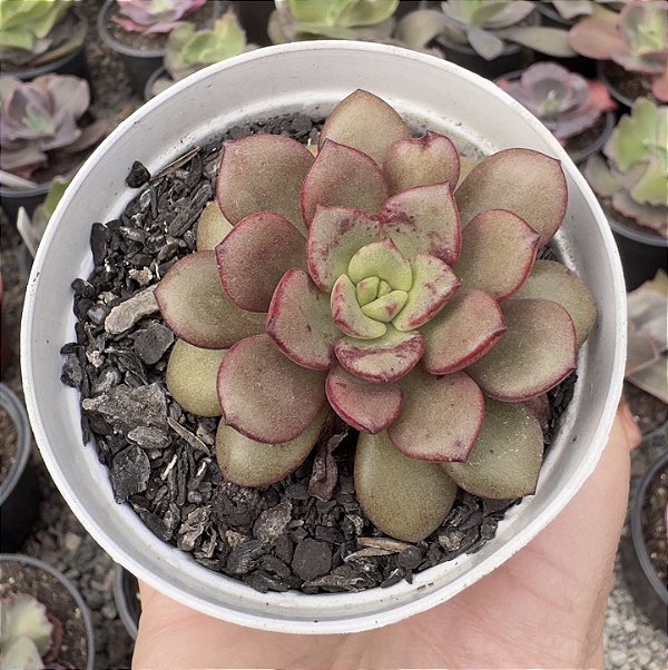 E. MORANI X SUBCORYMBOSA POTE 9