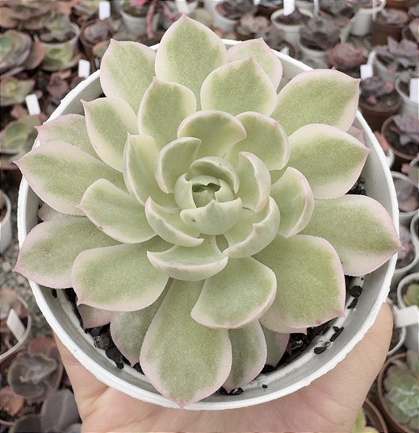 E. MOON FAIRY VAR. TRICOLOR POTE 9
