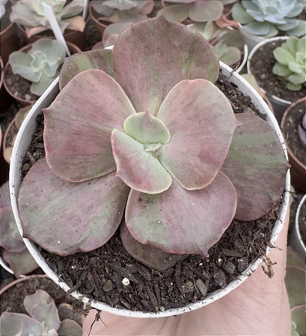 E. SUYON FRILLS VAR. SEM RAIZ POTE 9