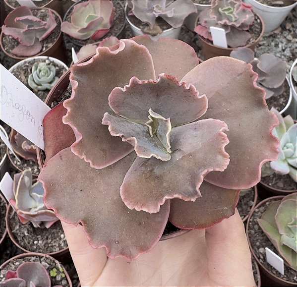 E. GIBB. RED DRAGON POTE 9
