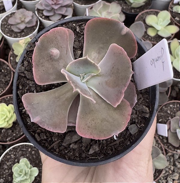 E. GIBB. JUNKO POUCA RAIZ POTE 9