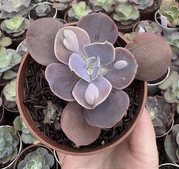 E. GIBB. MARBLE POTE 9 (POUCA RAIZ)