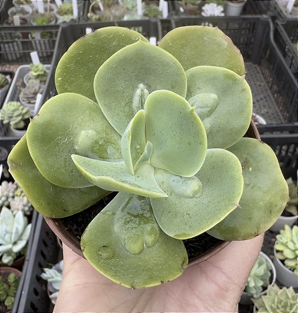 E. GIBB. PAPAGENO POTE 9