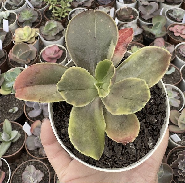 E. FIMBRIATA VAR. POTE 9