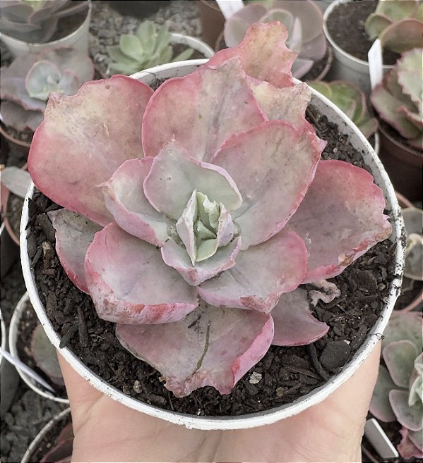 E. VIOLET ROSE VAR. POTE 9