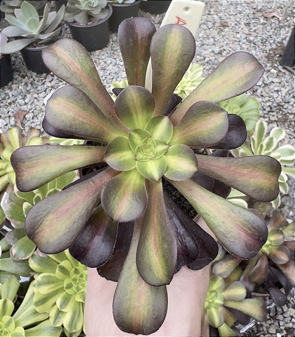 A. KILIMANJARO POTE 9