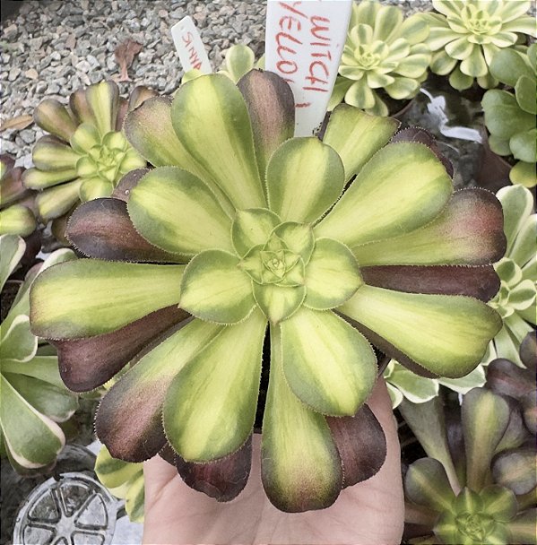 A. PINK WHITCH YELLOW POTE 9