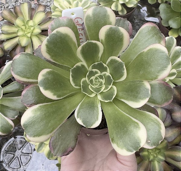 A. GREEN WHITCH POTE 9