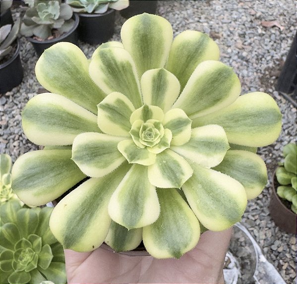 A. SIHYA POTE 9