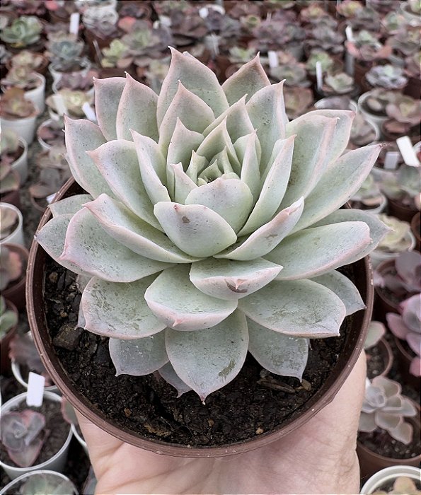 E. LOVELY QUEEN POTE 9