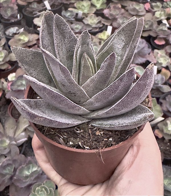 C. GARNET LOTUS POTE 9