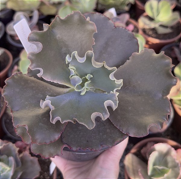 E. GIBB. MAUVE JADE POTE 15