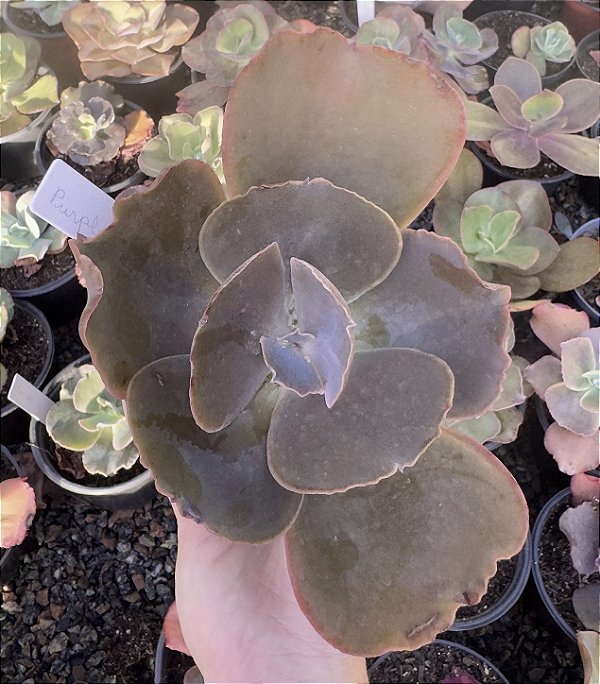 E. GIBB. PURPLE CREEP POTE 11