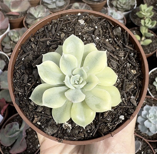 E. MOON FAIRY VAR. POTE 9 POUCA RAIZ