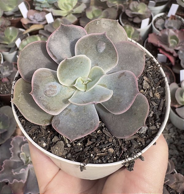E. ROSAURA POTE 9