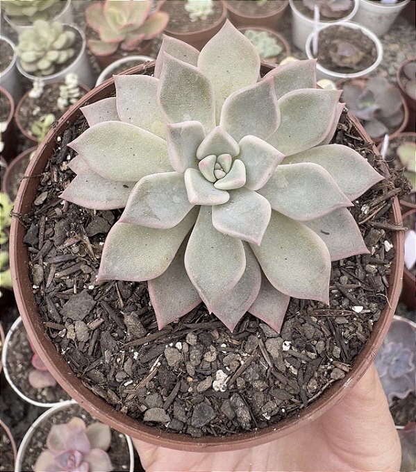 E. SCARLET POTE 9