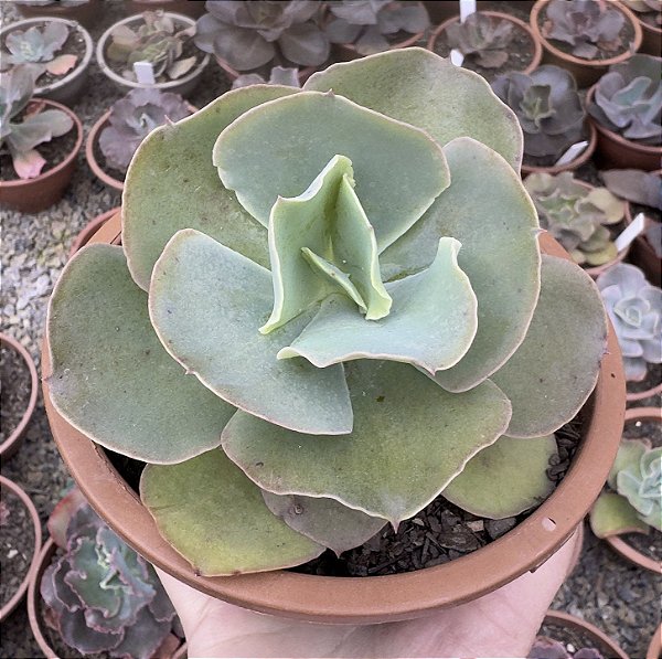 E. GIBB. BLONDIE POTE 13