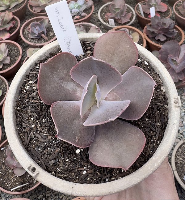 E. GIBB. NISSIE DORMA (NOVIDADE) POTE 13