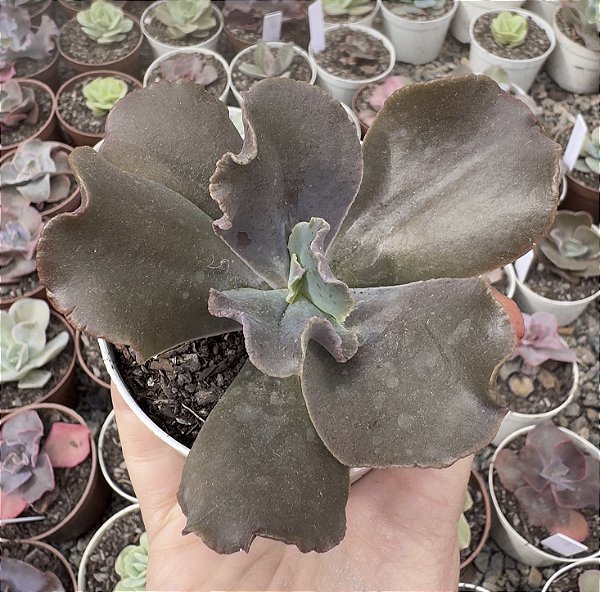 E. GIBB. CHICHI CHOCOLATE POTE 9