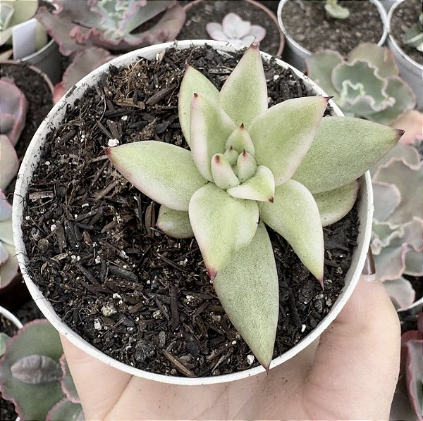 E. RYAN VAR. POTE 9 POUCA RAIZ