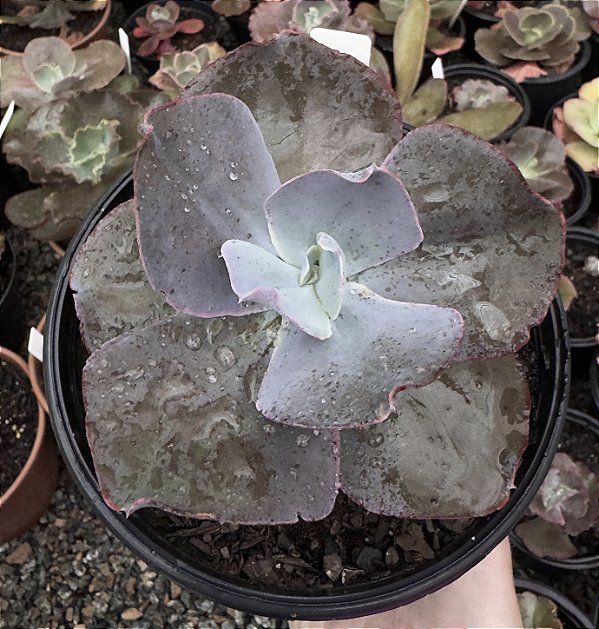 E. GIBB. ETNA POTE 15