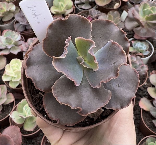 E. GIBB. LOKI POTE 9