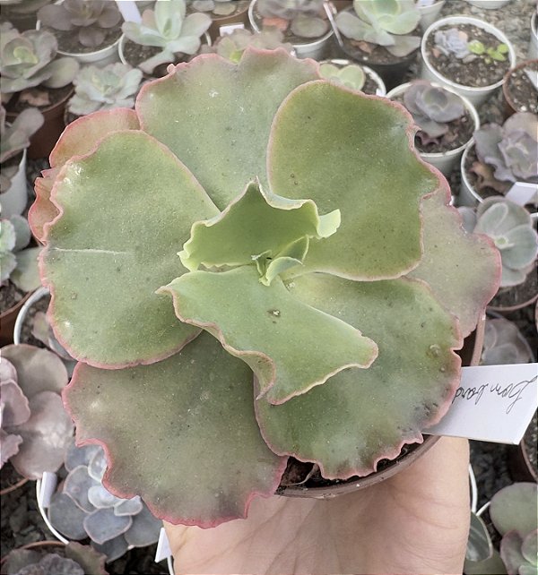 E. GIBB. LOMBARDO POTE 9