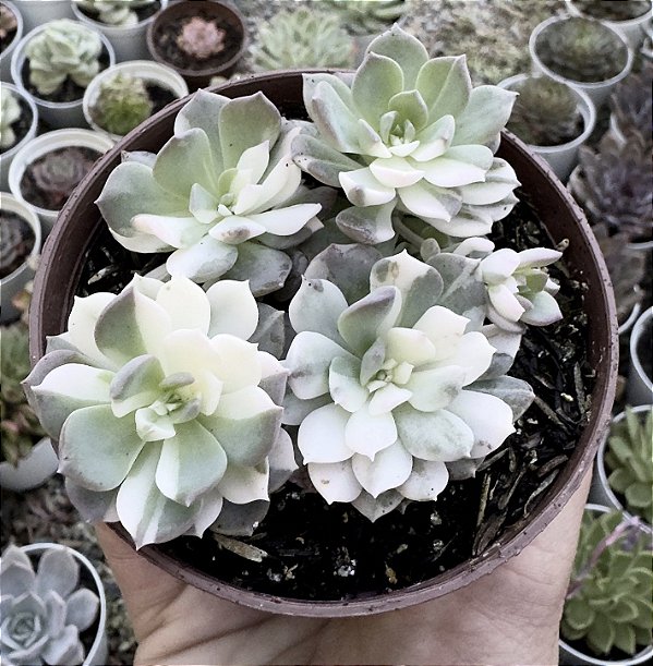 E. SIGRID VAR. POTE 9 colônia
