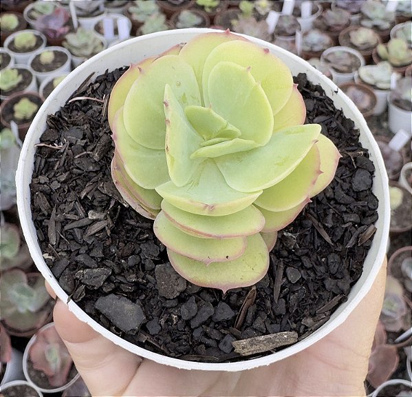 E. MOMOCA POTE 9