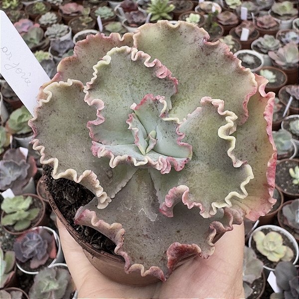 E. GIBB. MARJORIE POGUE POTE 9 (CARÚNCULAS)
