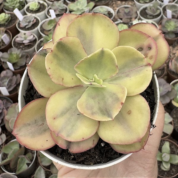 E. GIBB. SUYON YELLOW VAR. POTE 9
