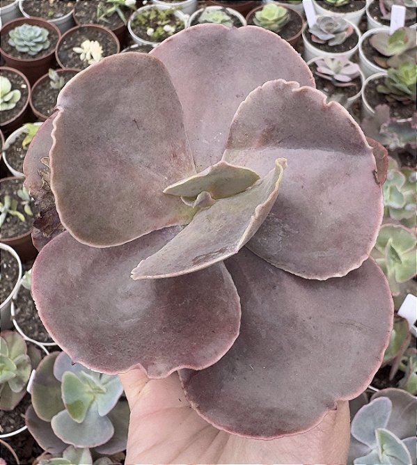 E. GIBB. RED PLANET POTE 9