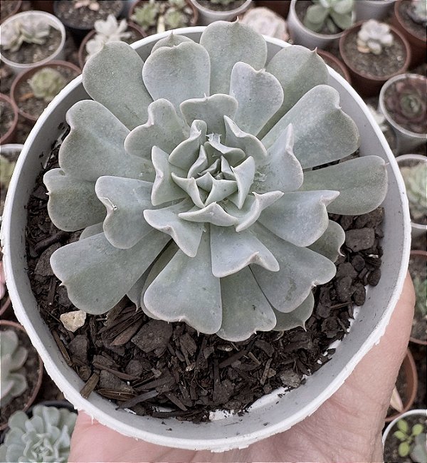 E. PINWHEEL POTE 9