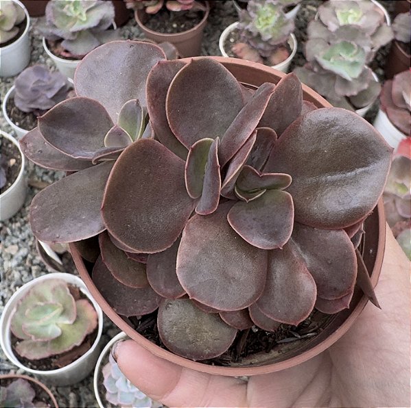 E. GIBB. MAHOGANY ROSE CRISTATA POTE 9