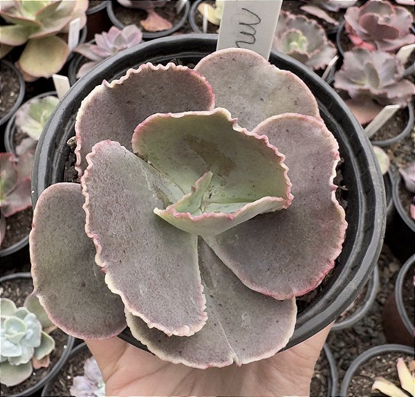 E. GIBB. MIDORI POTE 11